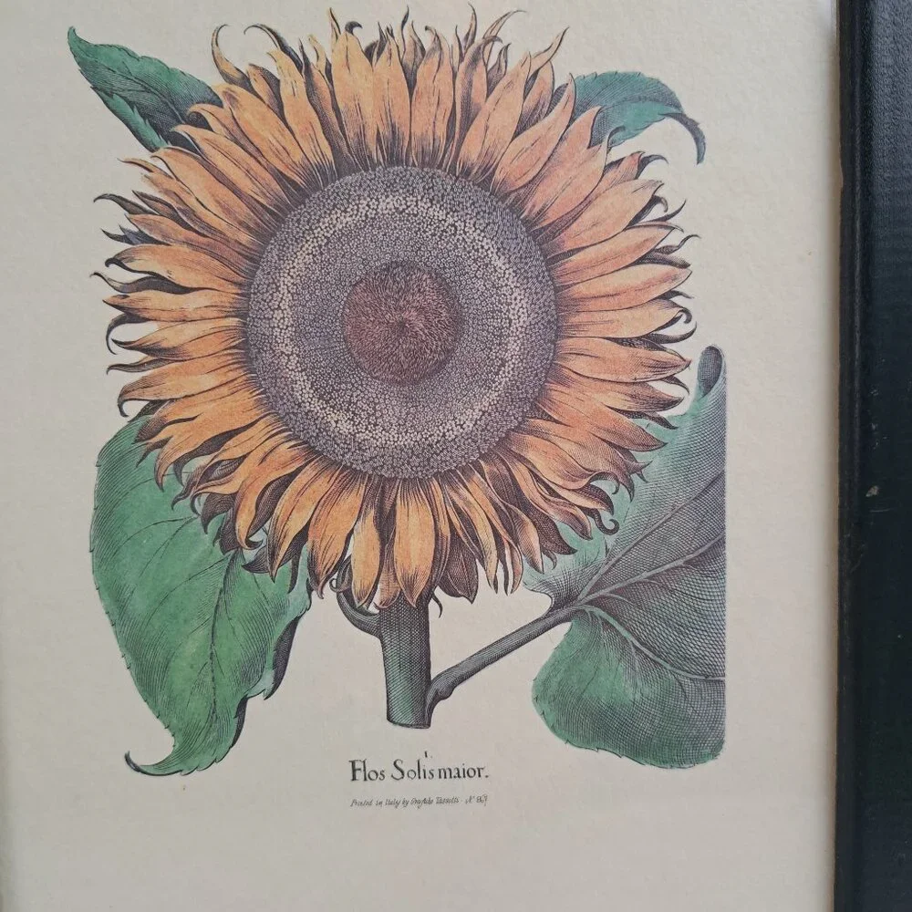 Flos Solismaior, Sunflower Floral Print